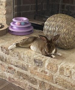 Oxbow Animal Health Timothy Hay Bungalow - Large Large (Pack of 1) 22 91tWNrIhorL