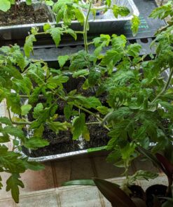 Ladbrooke Genuine Soil Block Maker - Mini 4 Hand Held - Most Popular Soil Blocking Tool, Made in England 44 91tjVO5esaL