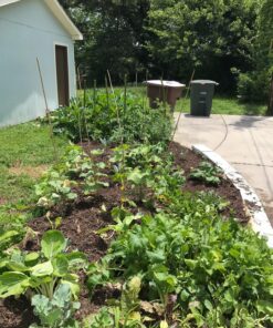 Certified Organic Vegetable Seeds for Planting Outdoors - 13 Seed Variety Pack of Veggie Heirloom Seeds Non GMO Organic Non Hybrid Open Pollinated for Home Garden - Tomato, Broccoli, Carrots, Fruit 49 91tyEjAL1ML