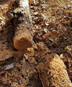 Sportsman Pocket Chainsaw 36 Inch Long Chain With Fire Starter Best Compact Folding Hand Saw Tool for Survival Gear, Camping, Hunting, Tree Cutting or Emergency Kit. Replaces Your Pruning & Pole Saw 60 91u4WhRPxwL 1