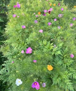 Seed Needs, Large 2.1 Ounce Package of 7,000+ Crazy Mix Cosmos Seed Mixture for Planting (Cosmos Bipinnatus Butterfly Attracting Cosmos Mixture) 10+ Varieties Open Pollinated - Bulk Large Pack (7,000 Seeds) 40 91u7bdF FeL