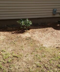 Jonathan Green (10970) Black Beauty Heavy Traffic Grass Seed - Cool Season Lawn Seed (3 lb) 3 lb 25 91uE49lxDpL