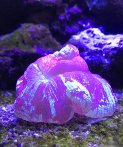 Seachem Reef Buffer 1 Kilo 5 91uEMK gWmL