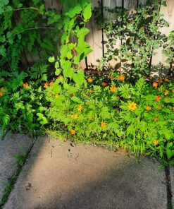 2,000 Seeds of Sulphur Cosmos, Bright Lights Mix by Seeds2Go 27 91uIISg6OUL