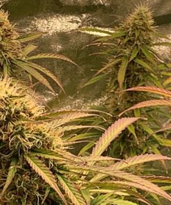 Canna 250 ml Rhizotonic Rooting Stimulator 9321025 15 91uXAiqj9jL