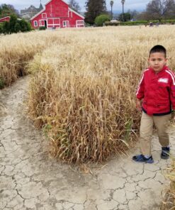 How to End the Autism Epidemic 17 91uafd65lcL