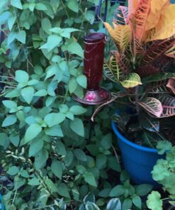 BOLITE Hummingbird Feeder, 18005 Glass Hummingbird Feeders for Outdoors Hanging, 5 Feeding Stations, 22 Ounces, Red Bottle, Xmas Gifts for Bird Lovers Red Elixir Bottle 45 91um3kU6UkL
