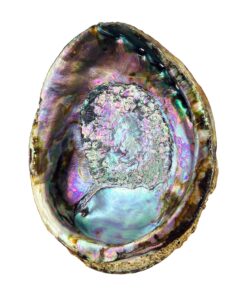 Hand Selected Abalone Shell, 6 Inches or Larger. Perfect for Holding Incense, Trinkets, and More 26 91uutBk8xGL