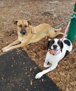 Humane Dog Bark Collar 2 Pack | Anti Barking Training Collar | Vibrating, No Shock Stop Barking for Small Medium Large Dogs | Excessive Barking Pet Corrector, (Battery) Orange & Blue Battery 35 91vA2IAN NL