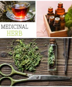 Seed Needs, Anise Hyssop Seeds - 500 Heirloom Seeds for Planting Agastache foeniculum - Medicinal Herb for Tea & Essential Oils, Non-GMO & Open Pollinated (1 Pack) 1 Pack (500 Seeds) 16 91vGUNJCFkL