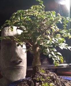Brussel's Live Chinese Elm Outdoor Bonsai Tree - 5 Years Old; 6" to 8" Tall with Decorative Container Small CERAMIC POT 52 91vILxLMKlL