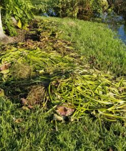 Jenlis The Original Weed Razer, Lake Weed Cutter, Large Pond Aquatic Plant Cutting Tool, Long and Sharp Razor Blades Shear Cattail, Reed, Lilly & Chara Algae, 48 Inch Cut Width, 25 Foot Throw Rope Jenlis Weed Razer Aquatic Weed Cutter 39 91vbOTk0j6L