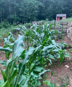 Southern Ag - Liquid Copper Fungicide - Fungicide, 16oz 14 91ven8BNCaL