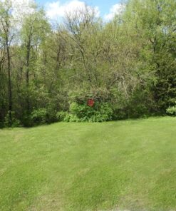 Nikon COOLPIX P900 Digital Camera (Black) 129 91vxoZDdxL