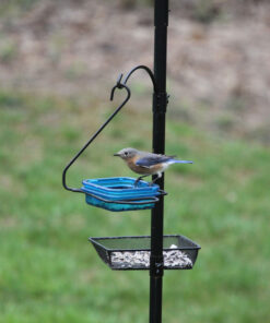 More Birds Dish SeedFeed, 1 Count (Pack of 1) 1 Count (Pack of 1) 48 91w XkDWsPL