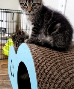 Purina ONE High Protein, Natural Dry Kitten Food, +Plus Healthy Kitten Formula - 16 lb. Bag Dry Food Chicken 16.00 Pound (Pack of 1) 39 91w6u EstdL