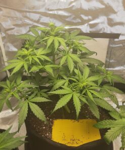 Ming Wei Garden Plant Bags / 6-Packs 5 Gallon Grow Bags/Aeration Fabric Pots/Handles (Black) Black 24 91wEjp WL