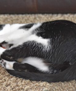 OurPets 100-Percent North American Catnip Filled Carrot Cat Toy 24 Karat OurPets 100-Percent Premium North- American Grown Cosmic Catnip Cat Toy 33 91wdsYknGiL