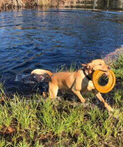 Whistle 3 / GPS Pet Tracker & Activity Monitor / Grey 55 91whQPxyWiL