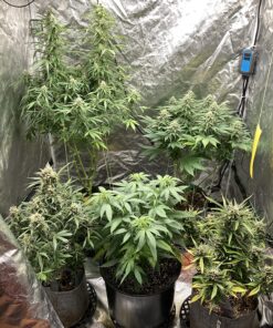 Humidity Controller IHC200 Inkbird Humidistat Mushroom Greenhouse Pre Wired Outlet Dual Stage Humidifier Dehumidifier. 40 91wsLrN7LHL