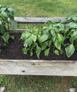 Miracle-Gro Moisture Control Potting Mix - Soil for Indoor & Outdoor Containers, Added Fertilizer Feeds Up to 6 Months, 8 qt. 8 qt. 42 91wuXY 92XL