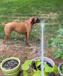 Fox Farm Liquid Plant Fertilizer: Big Bloom, Grow Big, Tiger Bloom (Pack of 3-16 oz. Bottles) 1 Pint Each + Twin Canaries Chart & Pipette 31 91xFO84i8fL