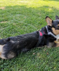 Four Paws Heavy Weight Tie Out Cable Silver 20 Feet 15 91xG6DbvdfL