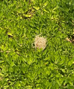 Praying Mantis (5) Egg Cases with Habitat Cup- 5 Egg Cases & 1,500 Live Ladybugs 32 91xK4VCWiML 2