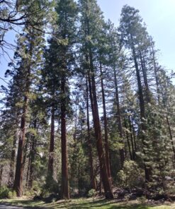 52MM 0.43x Wide Angle Conversion Lens with Macro for Nikon D3200, D3300, D5100, D5200, D5300, D5500, D7200, D90, D500, D600, D610, D700, D750, D800 35 91xMeMI4mjL