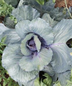 Southern AG 100520028 13021 Caterpillar Control, For Insects8 oz 15 91xNANMITtL