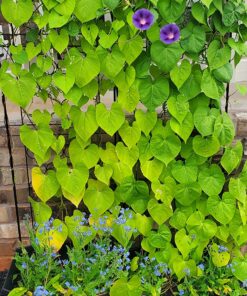 Seed Needs, Large 2.1 Ounce Package of 30,000+ Dazzling Blue Wildflower Seeds for Planting (99% Pure Live Seed Butterfly Attracting Wildflower Mixture - NO Filler) - Bulk 42 91xPLkJtYL