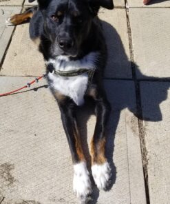 Milk-Bone Brushing Chews Daily Dental Dog Treats, Large, 20 Count 20 Treats 13 91xUjGsNnHL