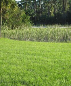 Jenlis The Original Weed Razer, Lake Weed Cutter, Large Pond Aquatic Plant Cutting Tool, Long and Sharp Razor Blades Shear Cattail, Reed, Lilly & Chara Algae, 48 Inch Cut Width, 25 Foot Throw Rope Jenlis Weed Razer Aquatic Weed Cutter 51 91xex5nZiNL 1