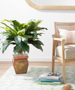 Nearly Natural 6688 Cordyline with Vase Decorative Silk Plant, Green,35" x 12" x 12" 17 91xp3WEQN9S