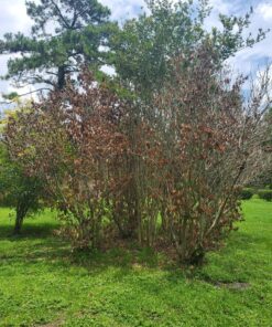 Fiskars 32" PowerGear2 Steel Blade Garden Bypass Lopper and Tree Trimmer - Sharp Precision-Ground Steel Blade Tree Cutter Blade for Branches up to 2" Diameter 32 in 37 91xpJazh5rL