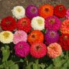 Outsidepride Zinnia Elegans Lilliput Heat & Drought Tolerant Garden Cut Flower Mix - 1000 Seeds Lilliput Mix 29 91y9YAV24EL