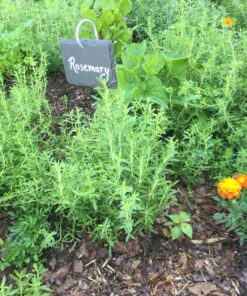 GardenMate 10-Pack Natural Style Slate Plant Labels (4"x 2 3/4") Hanging from a Stainless Steel Metal Rod (22") 10-Pack 4"x 2 3/4" Labels with 22" Metal Rod 28 91yAJG20TVL