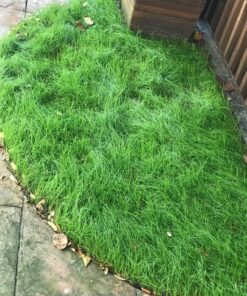 Jonathan Green (10840) Fast Grow Grass Seed - Cool Season Lawn Seed (7 lb) 7 pounds 31 91yCxDwII9L