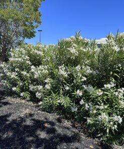 Miracle-Gro Garden Feeder 1 Pack 33 91yJ1UiQg8L