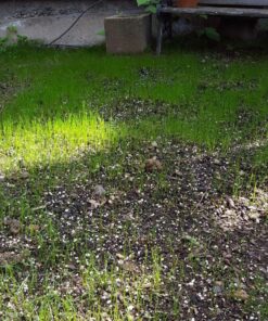 Jonathan Green (10622) Black Beauty Dense Shade Grass Seed - Cool Season Lawn Seed (1 lb) 1 lb 26 91yRfN5HWL