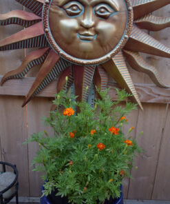 French Marigold Sparky Mix Seeds, Over 5,000 Seeds by Seeds2Go 36 91yccw1a2L