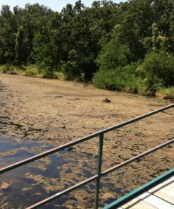 Healthy Ponds Blast Pond Water Cleaner, 5 Water Soluble Packets; Each Packet Treats Up To 2,500 Gallons 11 91ydhysNs8L