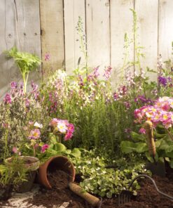 Alternative view of Flexrake CLA329 Classic Dandelion Weeder