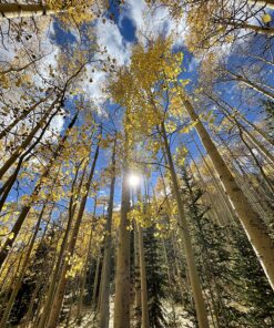 Braiding Sweetgrass: Indigenous Wisdom, Scientific Knowledge and the Teachings of Plants 26 91z9LRW4bOL