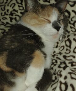 Sunbeam Royal Ultra Walnut Heated Personal Throw / Blanket, Cozy-Warm, Adjustable Heat Settings 35 91zCczB0R L