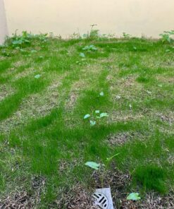 Scotts Turf Builder Grass Seed Fall Overseeding Mix, Thickens & Strengthen to Help Prevent Future Weeds, 15 lbs. 15 lb. 44 91zHWceqeFL