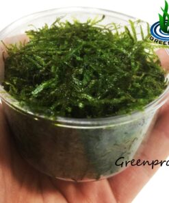 Alternative view of Greenpro Java Moss Live Freshwater Aquarium Plants Easy Ready to Grow