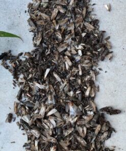 DynaTrap DT1050SR Mosquito & Flying Insect Trap – Kills Mosquitoes, Flies, Wasps, Gnats, & Other Flying Insects – Protects up to 1/2 Acre 39 91zQ0v7iLcL