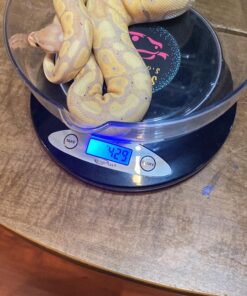 Weighmax Electronic Kitchen Scale - Weighmax 2810-2KG black 1 Count (Pack of 1) 25 91zgbKIc1SL