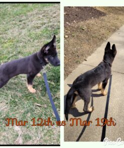 Wild Alaskan Salmon Oil for Dogs & Cats - Omega 3 Skin & Coat Support - Liquid Food Supplement for Pets - Natural EPA + DHA Fatty Acids for Joint Function, Immune & Heart Health 16 Fl Oz 16 Fl Oz (Pack of 1) 45 91zuOgT2WFL